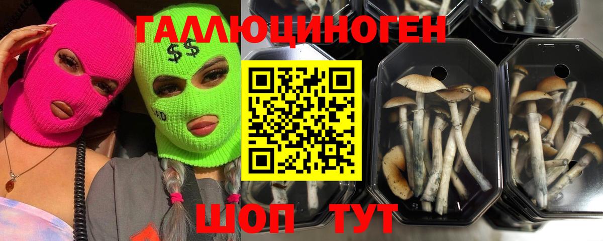 Энгельс  Галлюциногенные грибы Psilocybe  Вход с VPN 